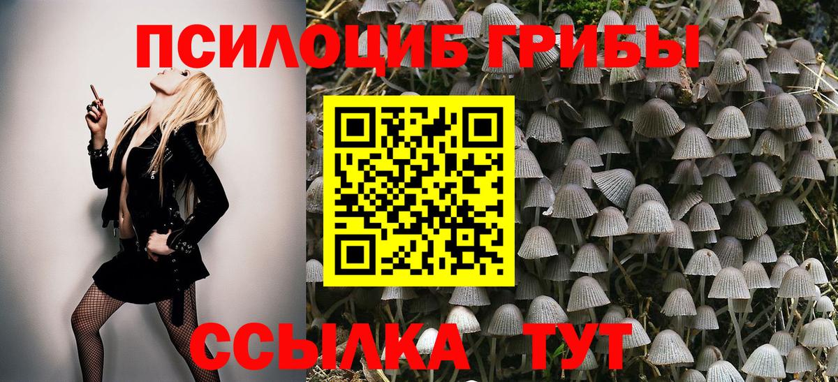 Галлюциногенные грибы Psilocybine cubensis Луховицы
